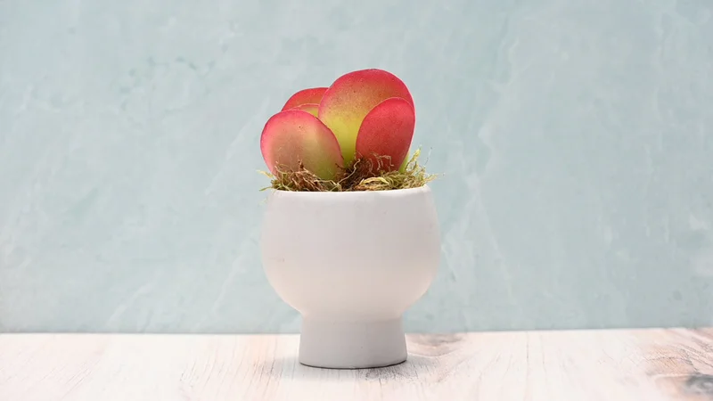 Grow By Gifting Grow By Gifting Assorted Small Succulent Gift