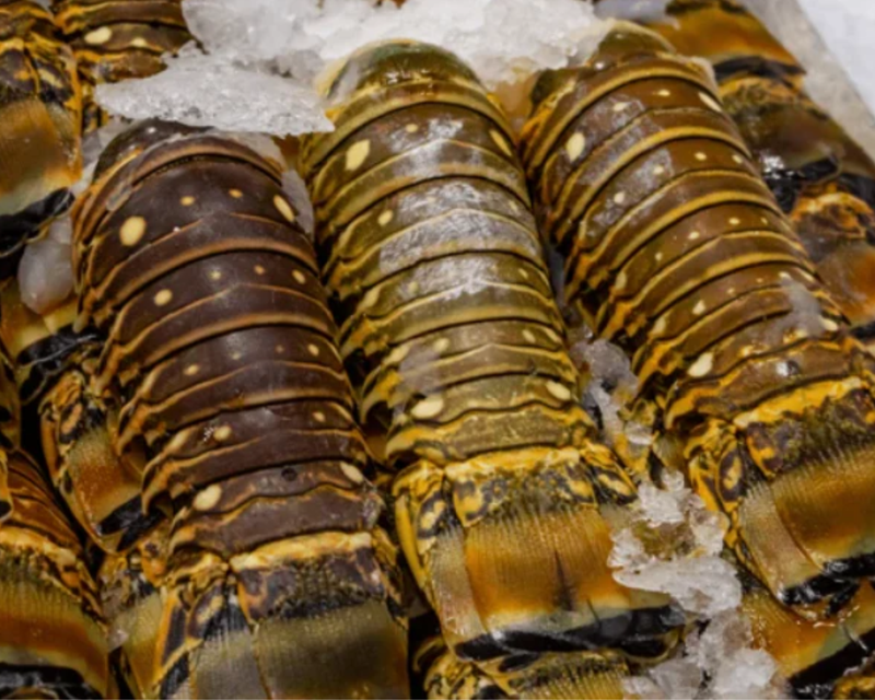 Holy Crab Six 6oz Florida Lobster Tails